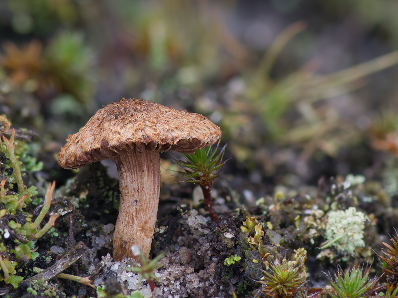 Inocybe stenospora